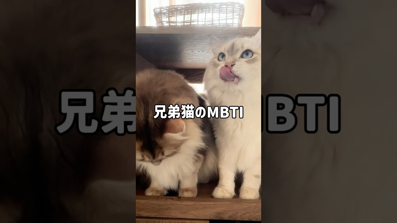 サイベリアン兄弟猫の性格が違いすぎる❗️📝【MBTI診断】