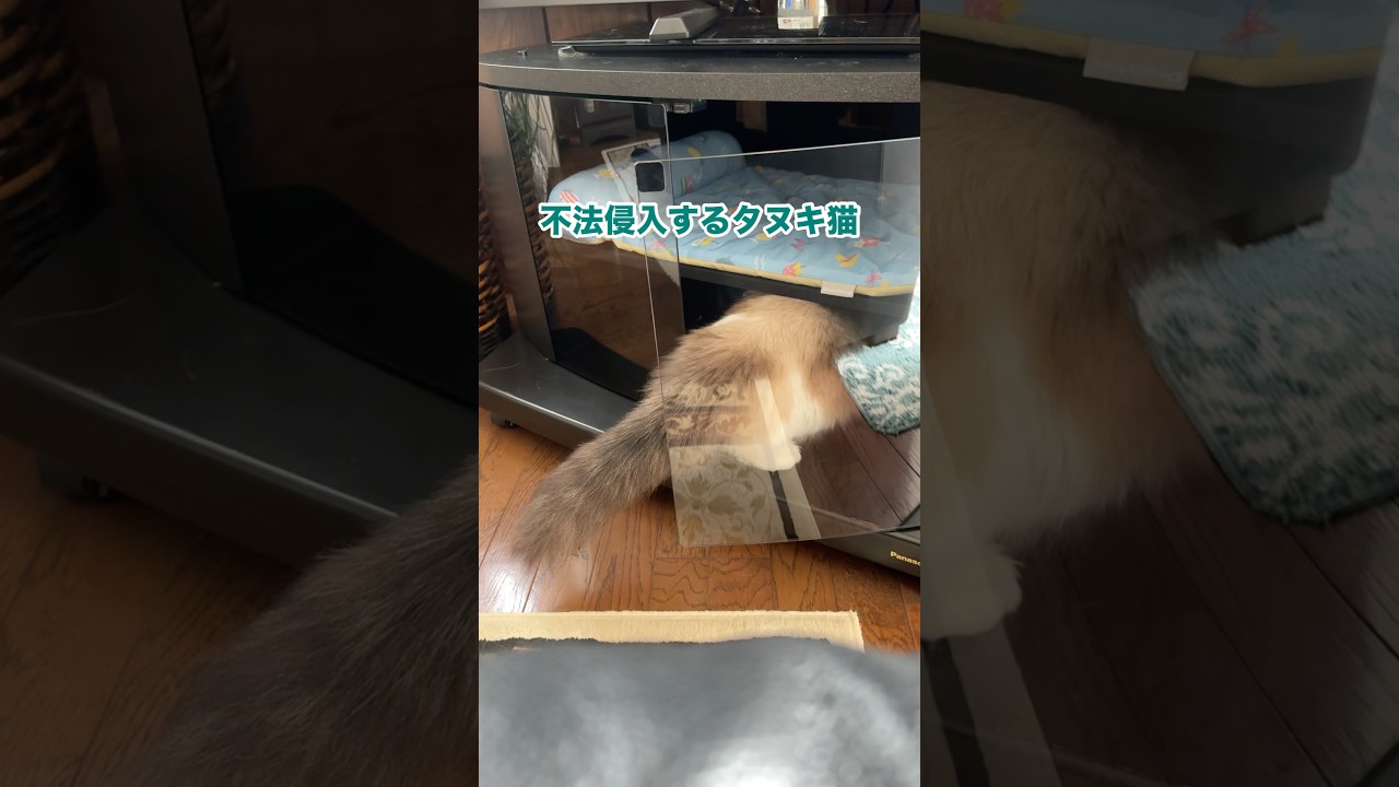 不法侵入するタヌキ(猫)を現行犯逮捕　#猫 #ラグドール #shorts
