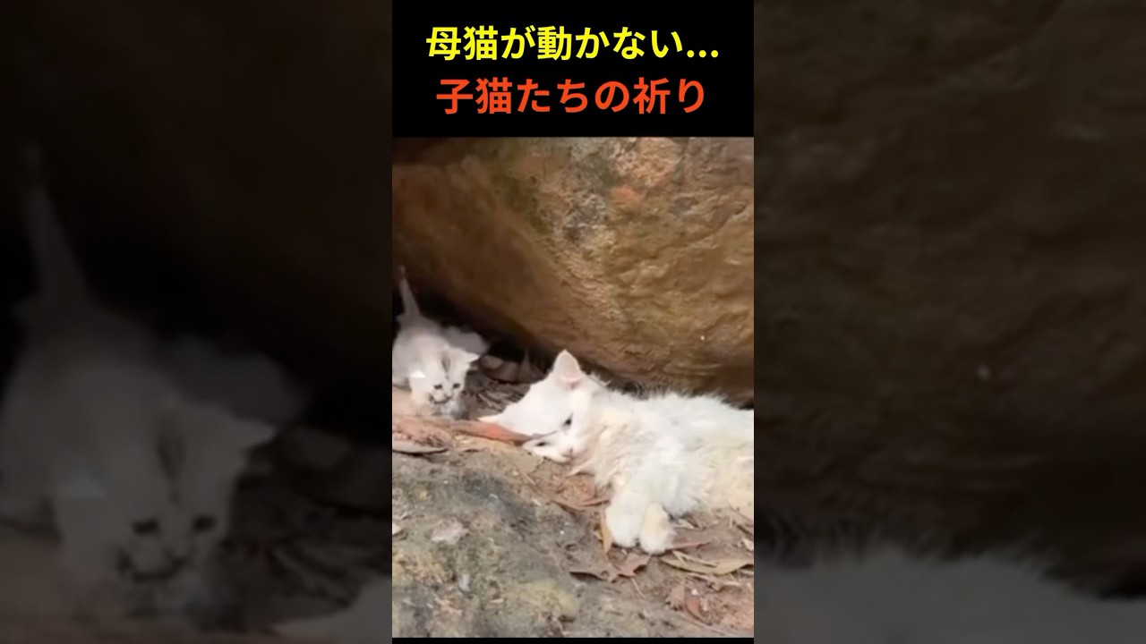「母猫が動かない…子猫たちの叫びが起こした奇跡」 #猫の感動実話 #保護猫 #奇跡の物語