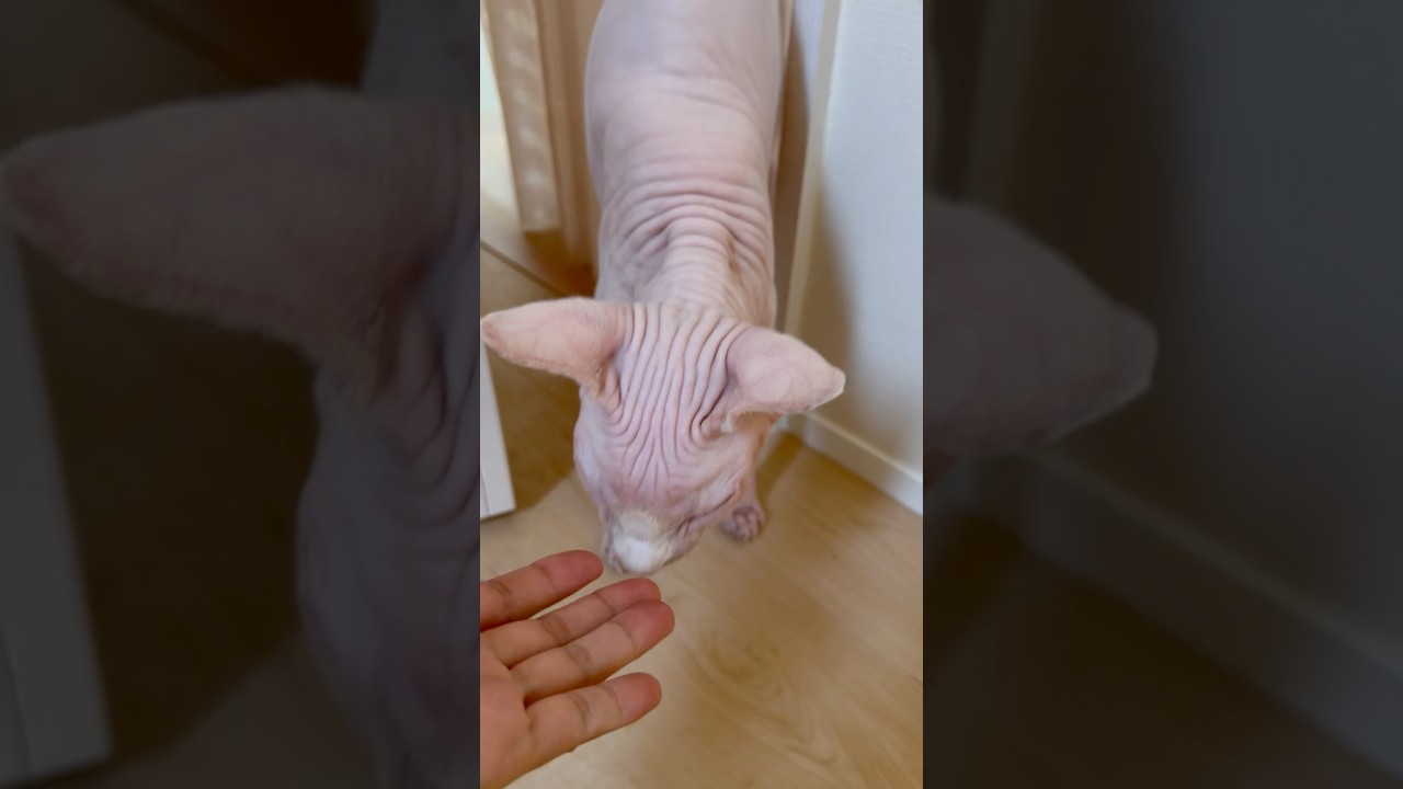 扉が開いて嬉しそうな毛のない猫【スフィンクス】