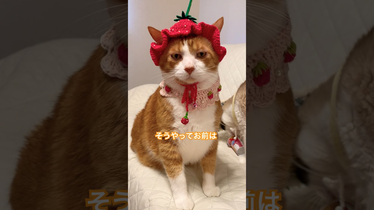 流石に傷ついたシャム猫はどうした？ #猫のいる暮らし #cat #猫のいる生活