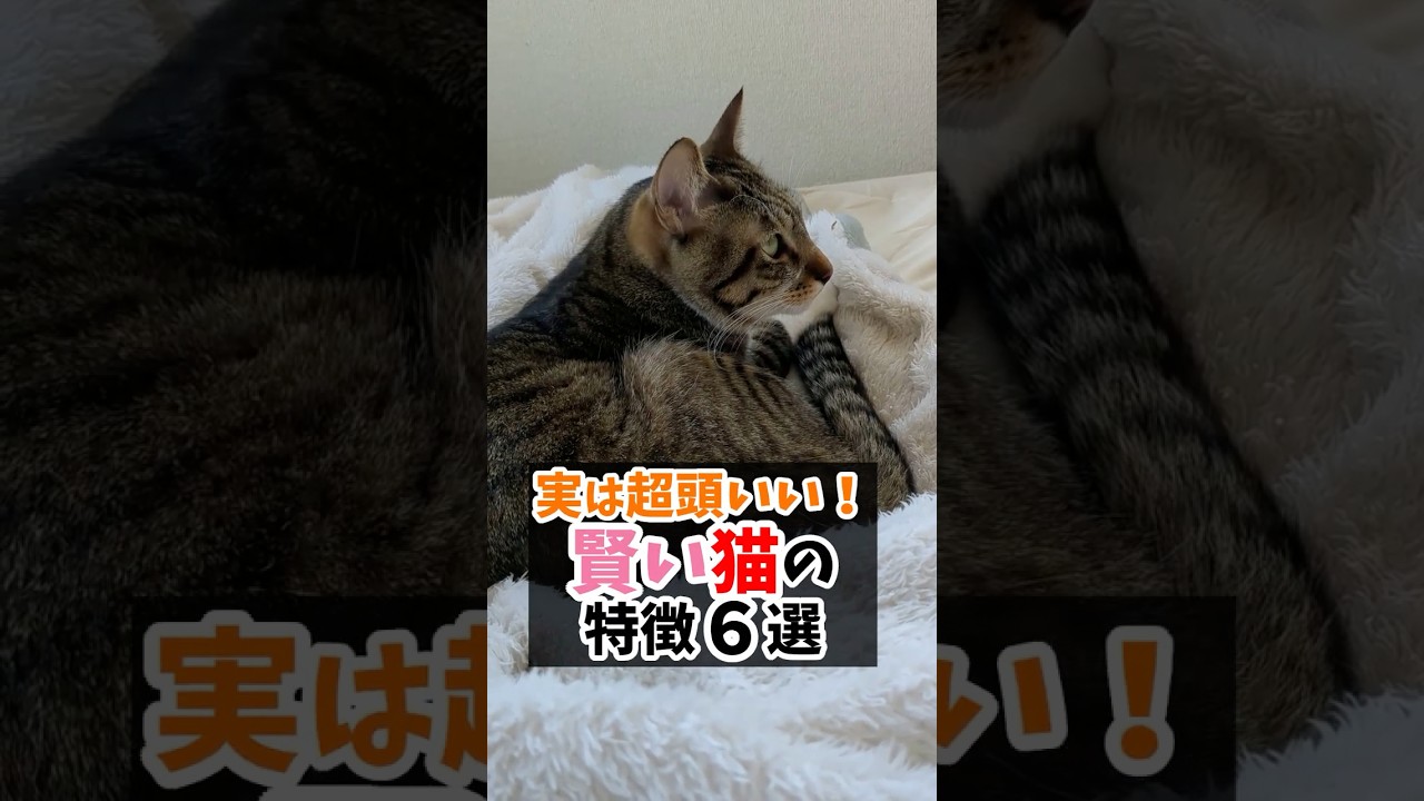 実は超頭いい?!賢い猫の特徴６選 #猫のいる生活 #猫好きさんと繋がりたい #猫飼いたい #猫可愛い  #猫のいる暮らし #ねこ部