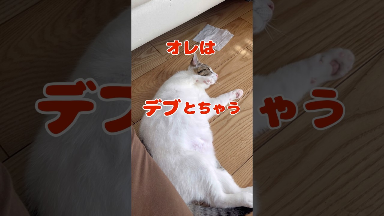 【保護猫】デブではなく、モフッとした猫