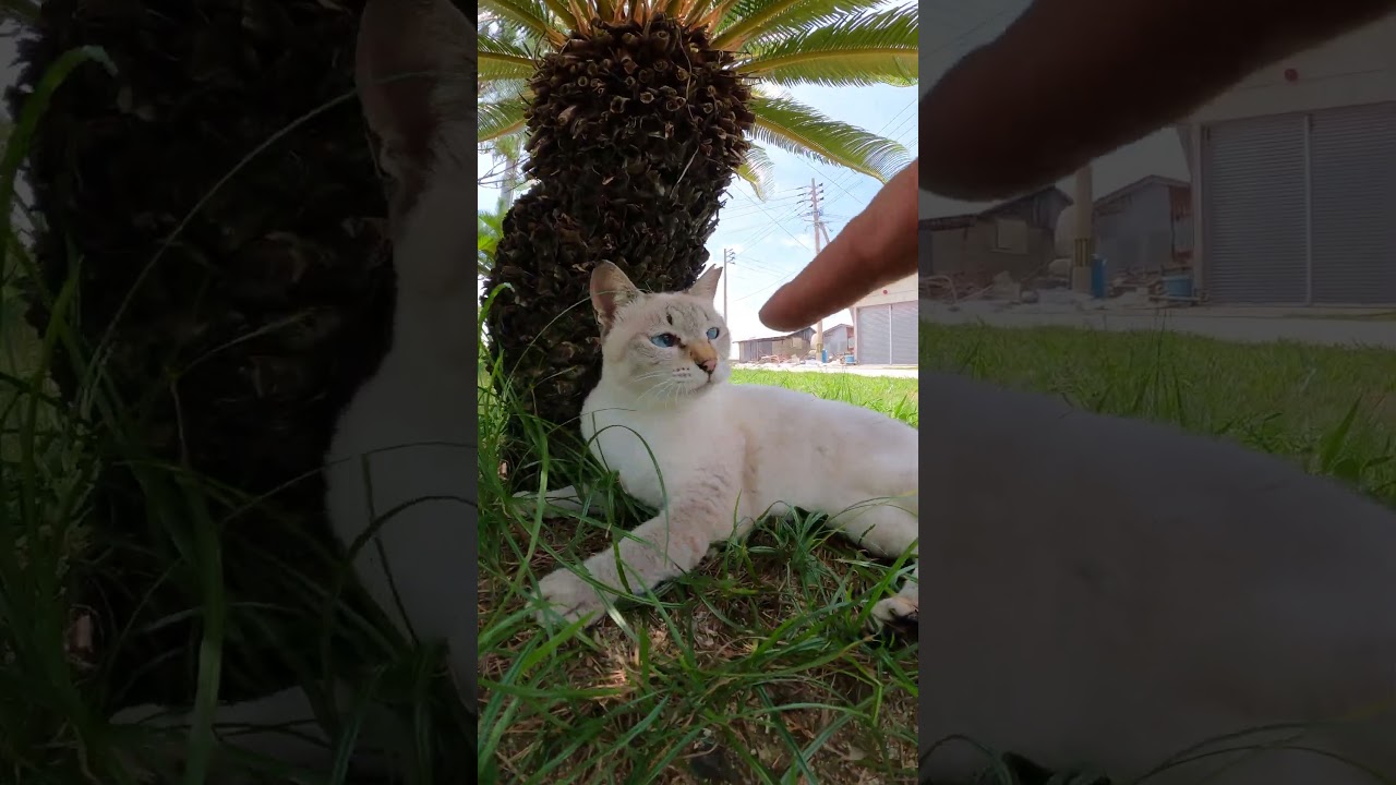 「気安く触るんじゃねぇ！」と怒るシャム猫