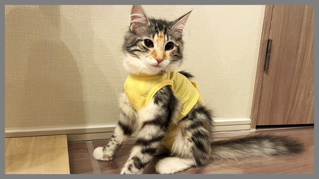 『ノルウェージャンフォレストキャット』避妊手術🩺(術後服が似合ってしまう猫)