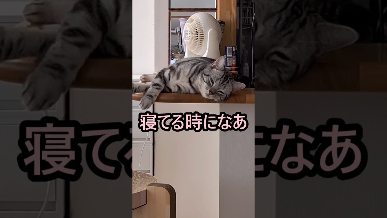 ｢#アメショ の男の子 キリアンの日常 寝てる時になあ 寝てんのお？って言うてくるやん｣#shorts  #アメリカンショートヘアー #ねこ #cat #猫 #猫のいる暮らし