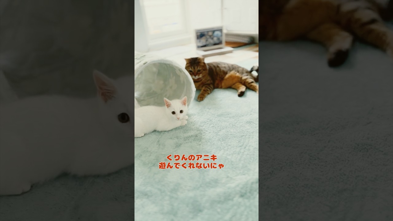 保護子猫ぴよちゃん31（くりんアニキを煽り続ける）#猫 #cat #kitten #子猫のいる暮らし #子ネコ #子猫 #白猫 #保護猫