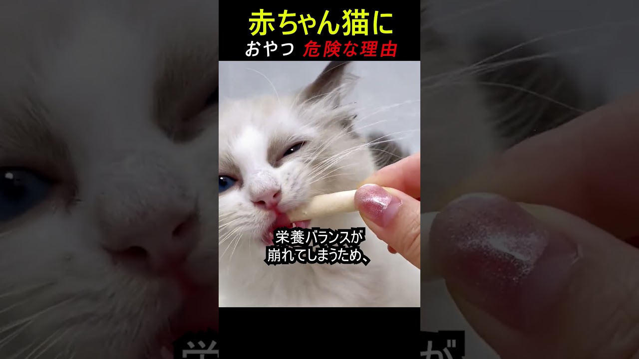 子猫おやつ危険