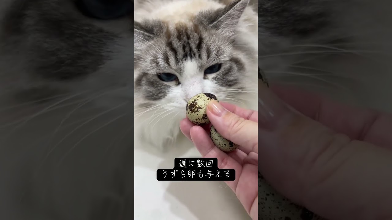 メインクーンの夕ご飯 #mainecoon #猫のいる暮らし#メインクーン #ragdoll #ラグドール