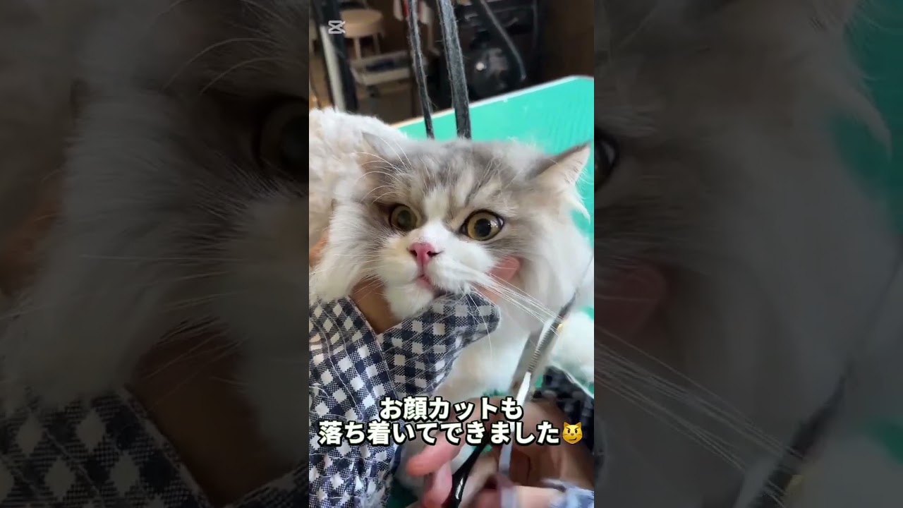 トリミングコースご利用☆スコティッシュフォールド　レイちゃん #cat #猫のいる暮らし #長毛
