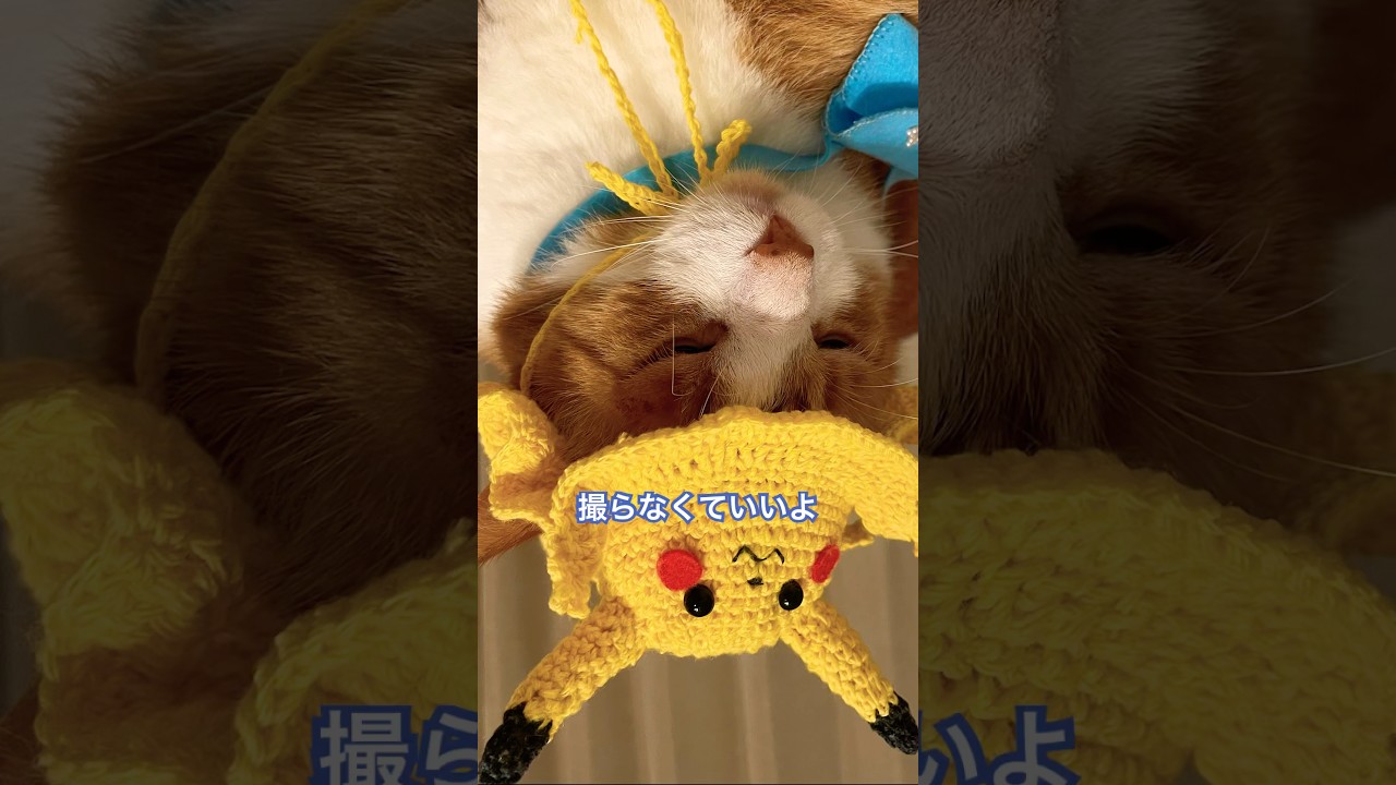 寝てても起きててもすぐに撮影されてるにゃ #ねこ動画 #猫のいる暮らし #shorts