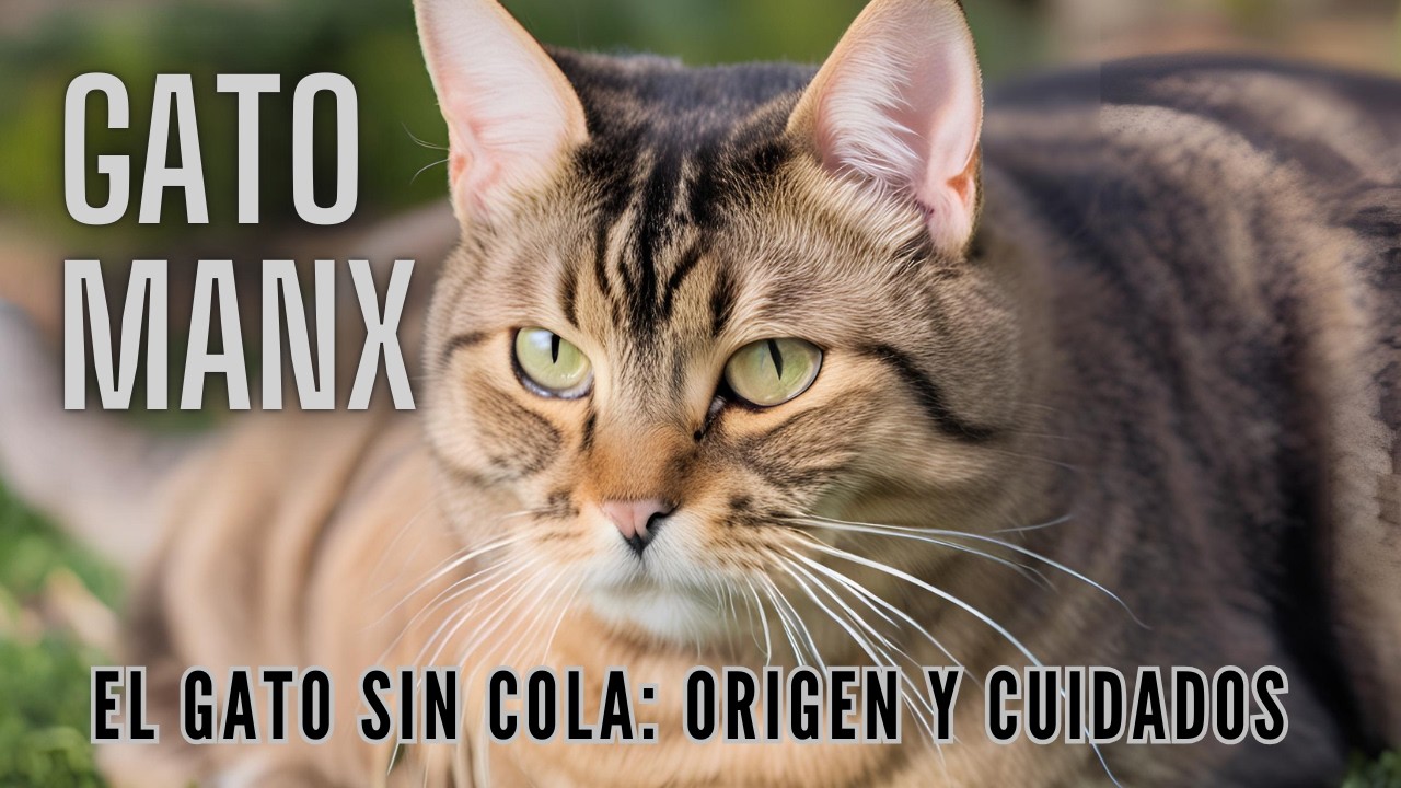 Sabias que Gato Manx es encantador sin cola: conoce su origen y cuidados