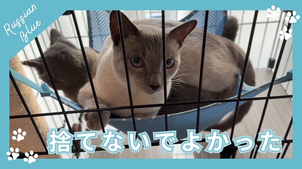 【猫Vlog】お部屋の模様替えで起きた嬉しい誤算【ロシアンブルーのあおそら】
