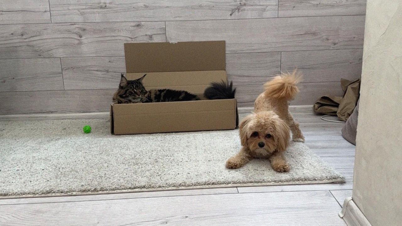 Maltipoo Goes Nuts After Bath | Maine Coon’s New Home