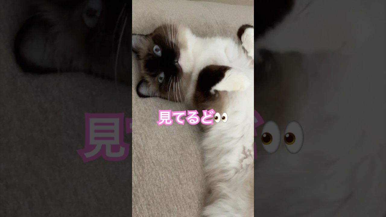 写真みたいに固まる猫さん #ragdolls #cats #cutecat #shorts #ラグドール #猫のいる暮らし #猫動画 #ショート