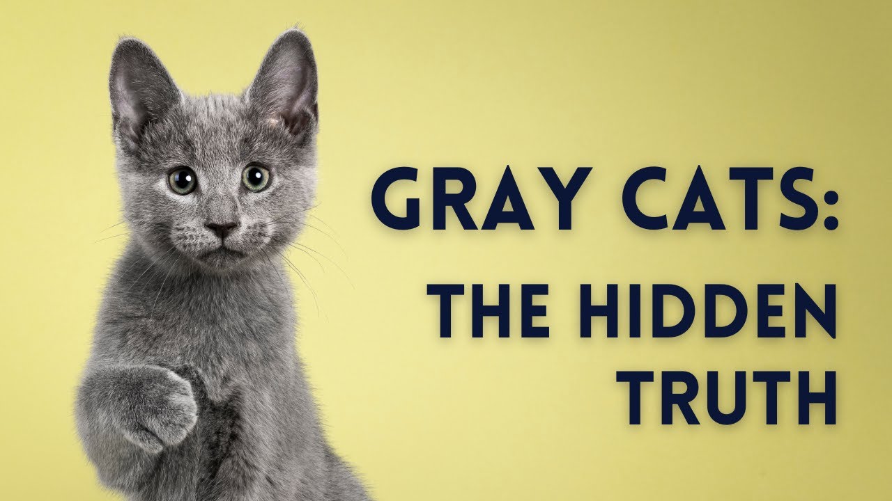 Gray Cats: The Elegance of the Cat World