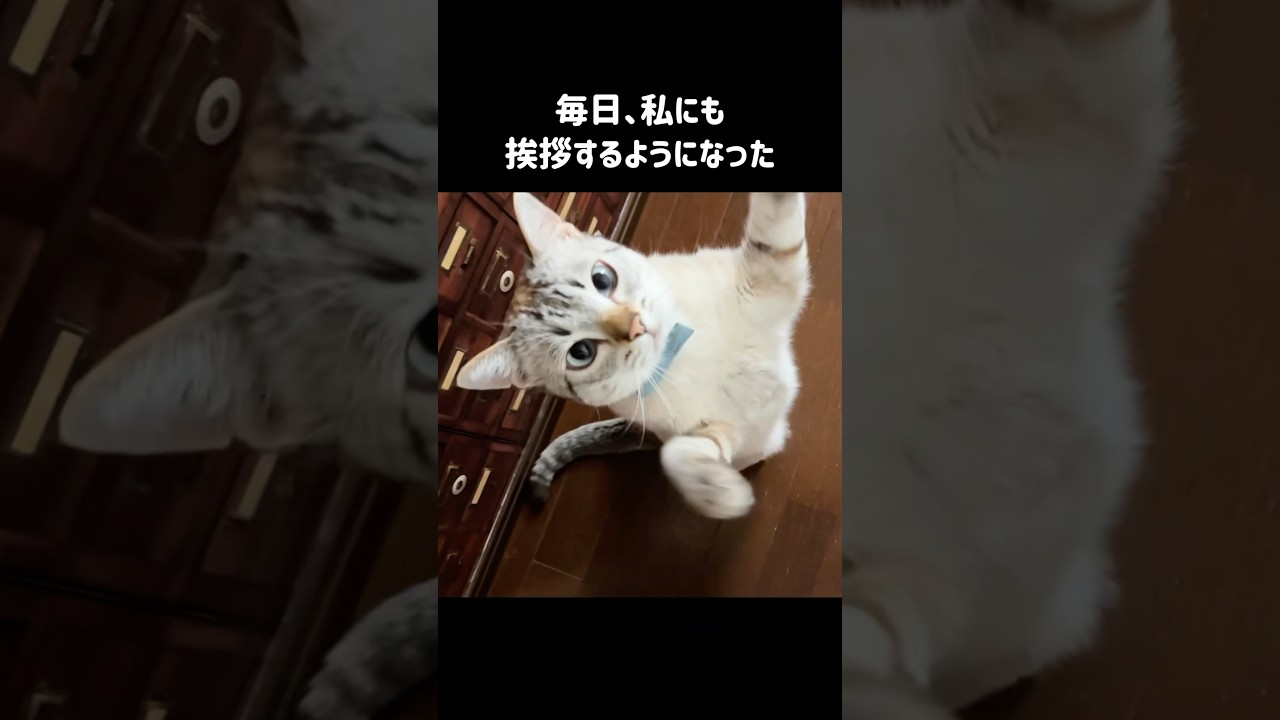 ニャー！ニャー！鳴いて窓越しに家猫と挨拶していた野良猫｜家猫になるとニャー！ニャー！鳴いて先住猫たちを集める号令係になりました　#shorts
