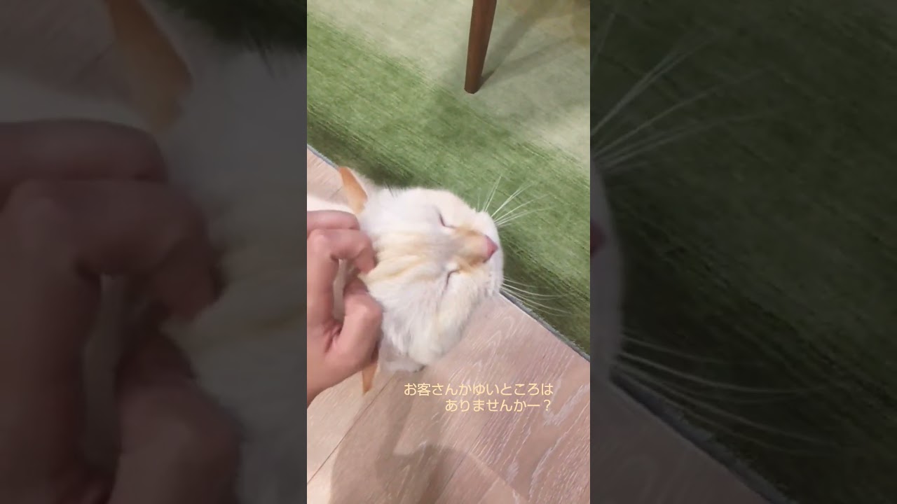 あたまを触られるのが好きな猫　#catvideo #catlovers #ねこのいる日常