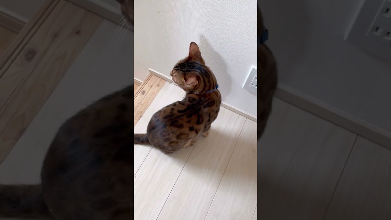 キャットタワーで洗濯物になってる猫さん（猫レース6/28） #shorts