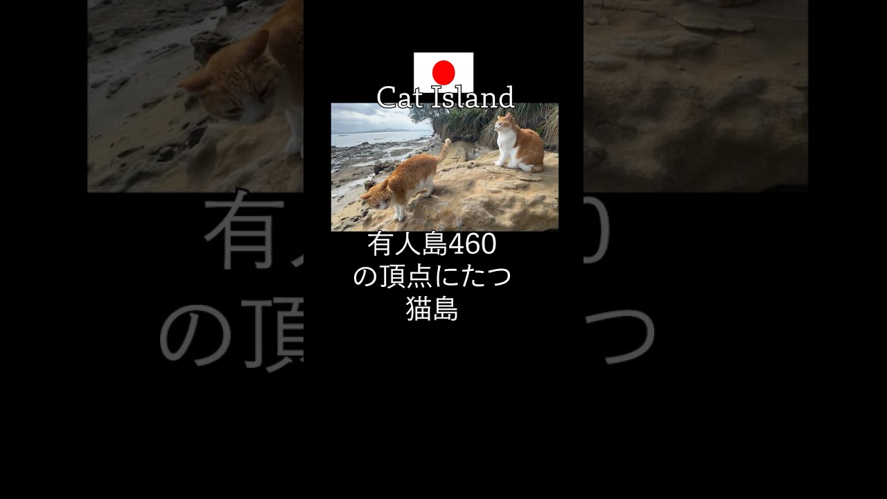 ストーカー猫集団.福岡県北九州市小倉の馬島は日本一の猫島.漫画まはらじまでは島猫も仲間になる