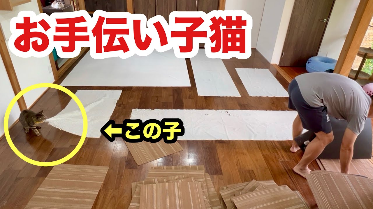 頼んでないのに手伝ってくれる子猫