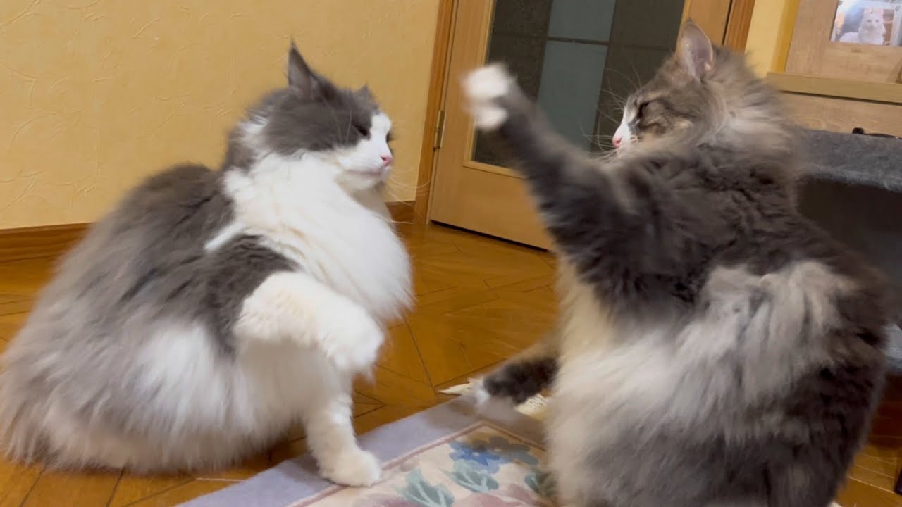 【もふもふ】明日カットしに行くシャールの、もふもふ見納め動画♡ノルウェージャンフォレストキャットとターキッシュアンゴラ