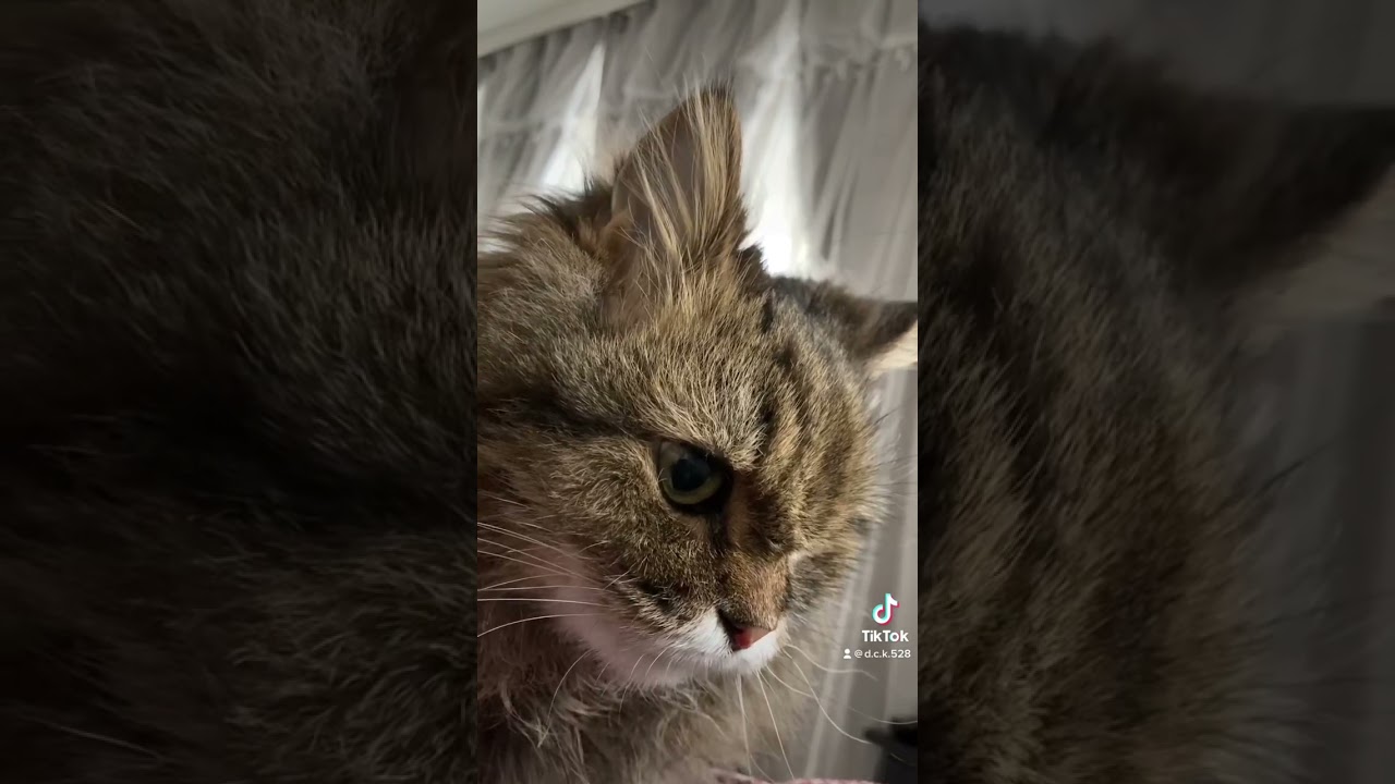 【スコティッシュフォールド】長毛猫のここが好き♡#shorts #スコティッシュフォールド #猫