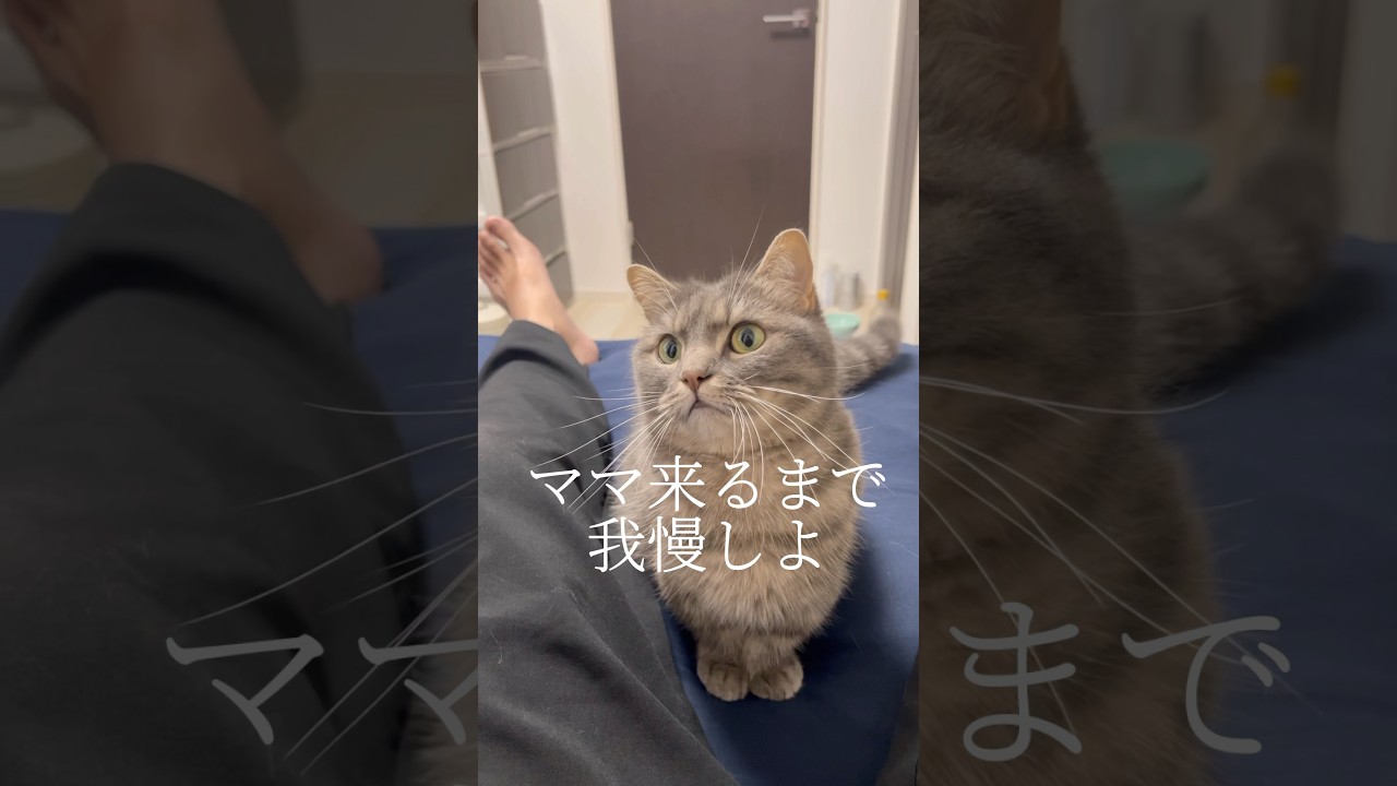 絶対に知られたくない猫と飼い主の秘密 #shorts #猫 #マンチカン