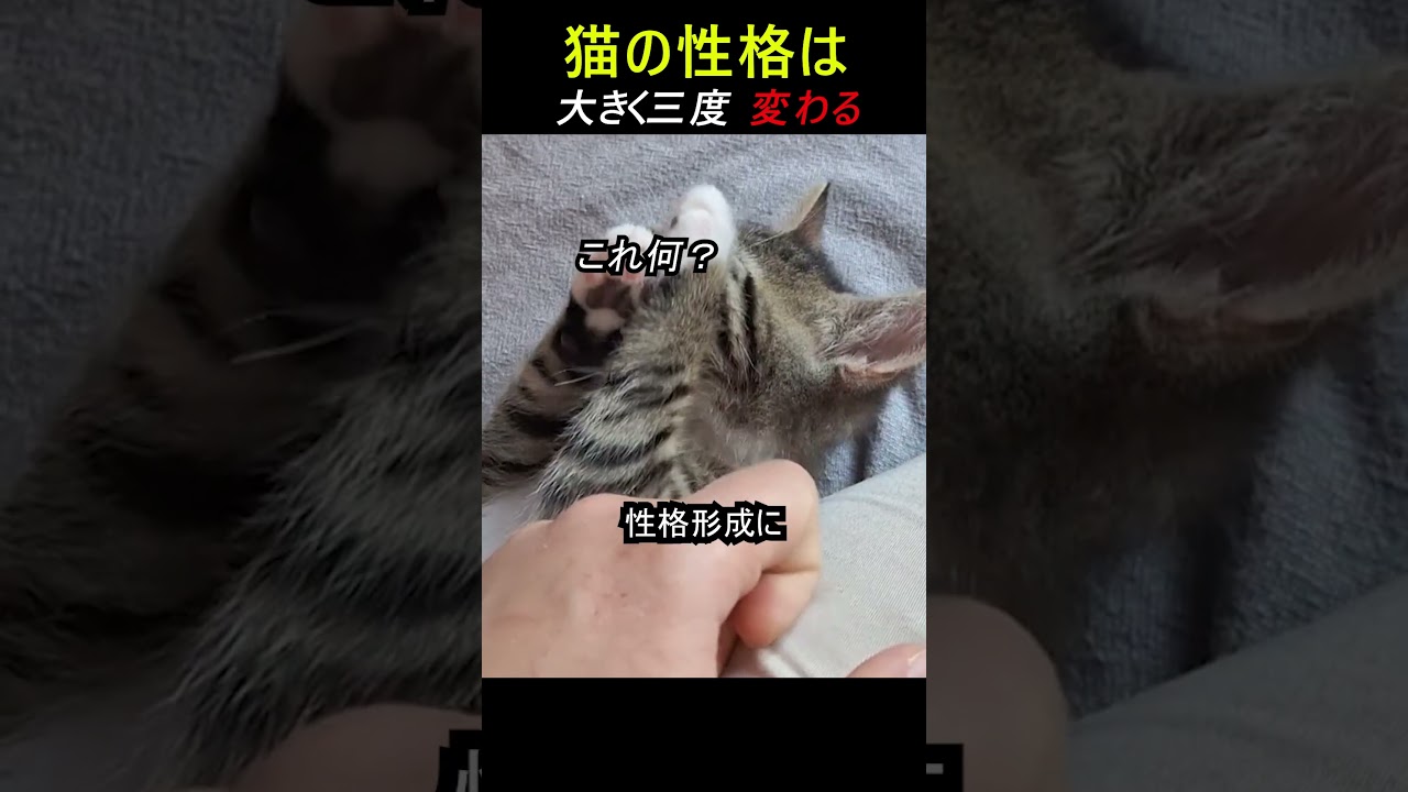 猫の性格はく3回変わる