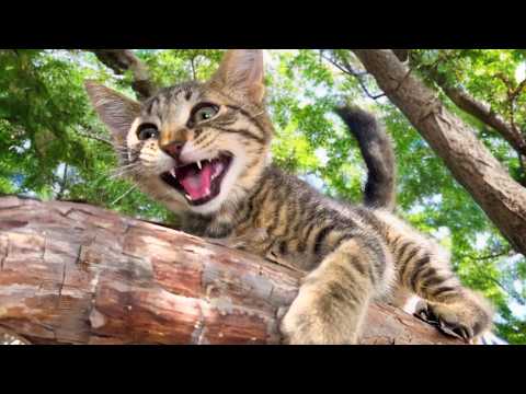 【遺棄された子猫物語2】保護した子猫の初日はカオスでした #子猫 #野良子猫 #野良猫