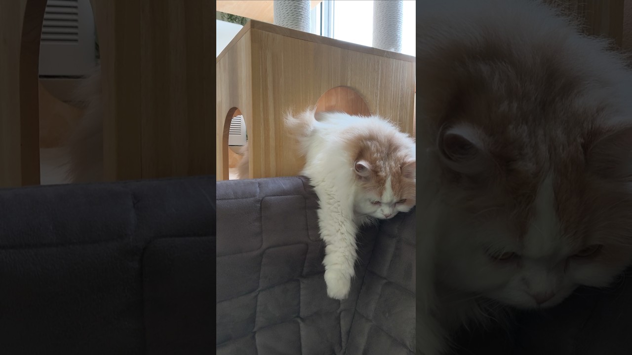 【猫のいる暮らし】#cat #ペルシャ #もふもふ #スコッティッシュフォールド