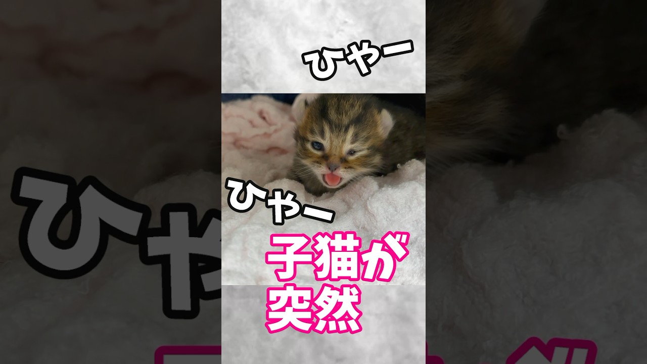これぞ母の愛✨赤ちゃんの異変に気づいて優しく世話するママ猫✨