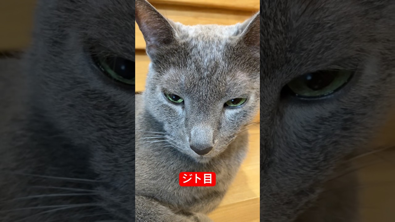 休み終わってブチ切れ猫#ロシアンブルー #猫 #ジト目