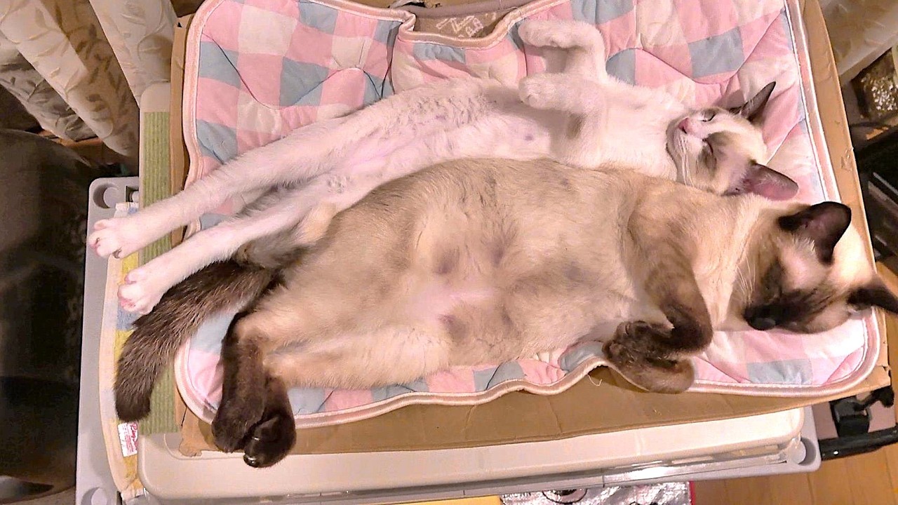 お化けポーズで仲良く眠る先住シャム猫と新入子猫👻