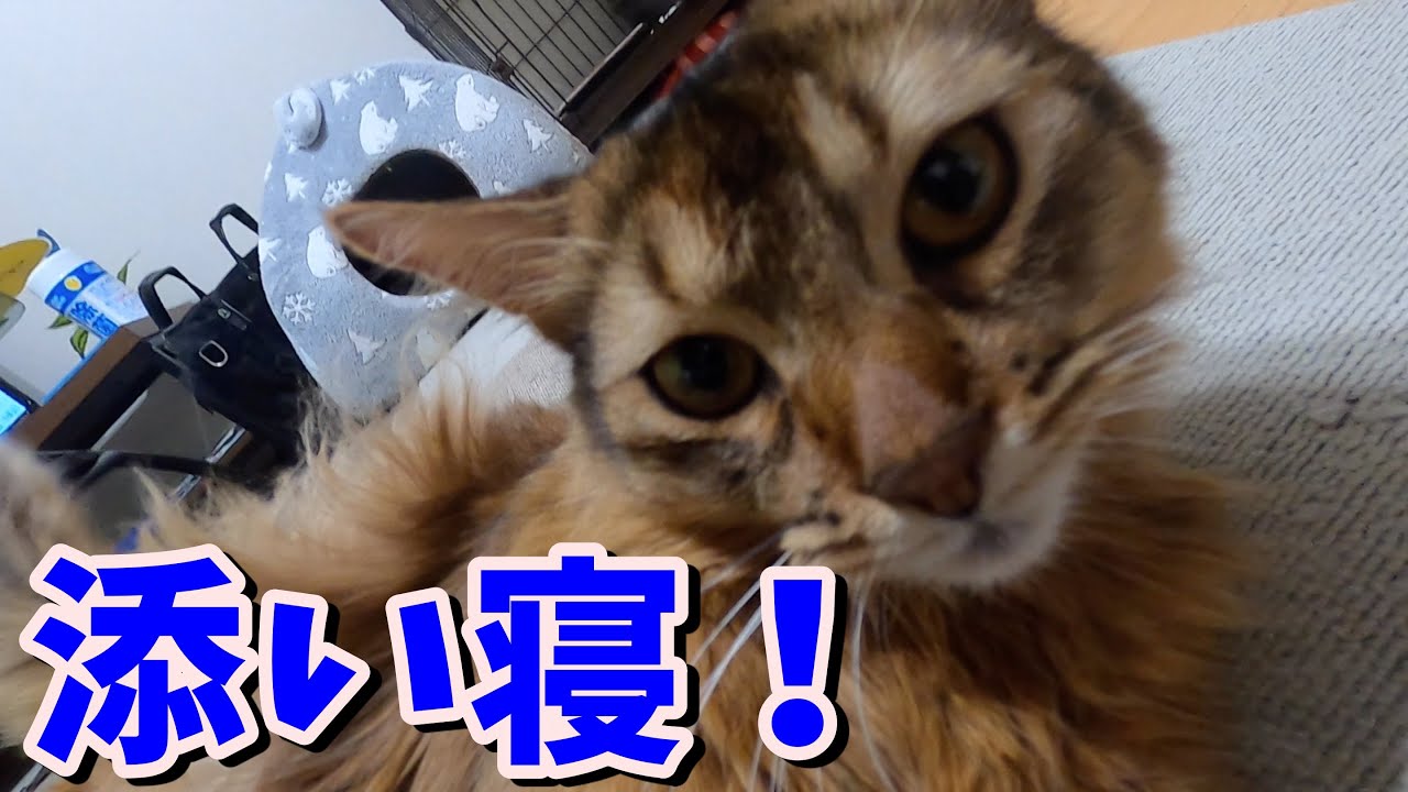 可愛い猫と添い寝しながらデレデレして過ごす！【ソマリ】