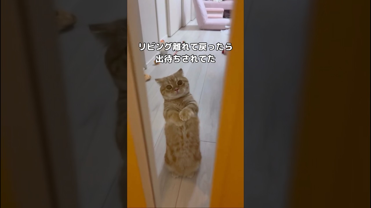ほんの少しだけリビングを離れて戻ってきただけなのに完全に出待ちされてた #マンチカン #マンチカン短足 #shorts