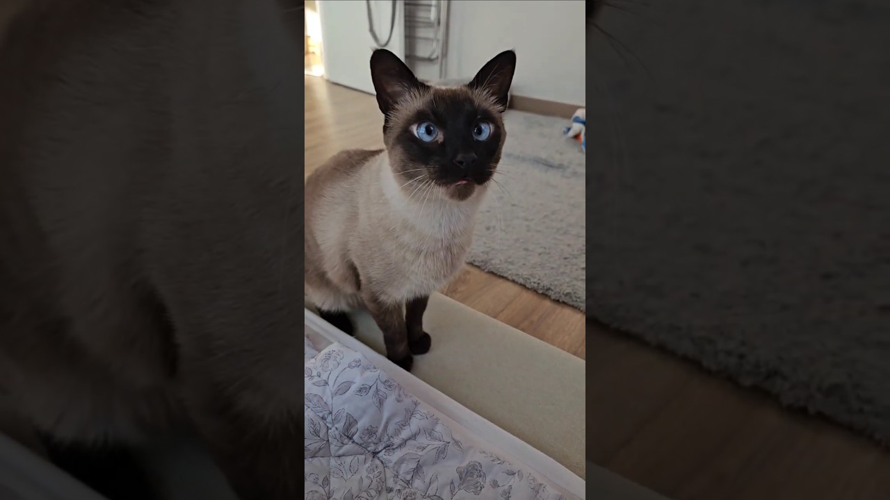 朝から下僕にもの申すおしゃべり猫がこちら。#シャム猫ひおろ #おしゃべり猫