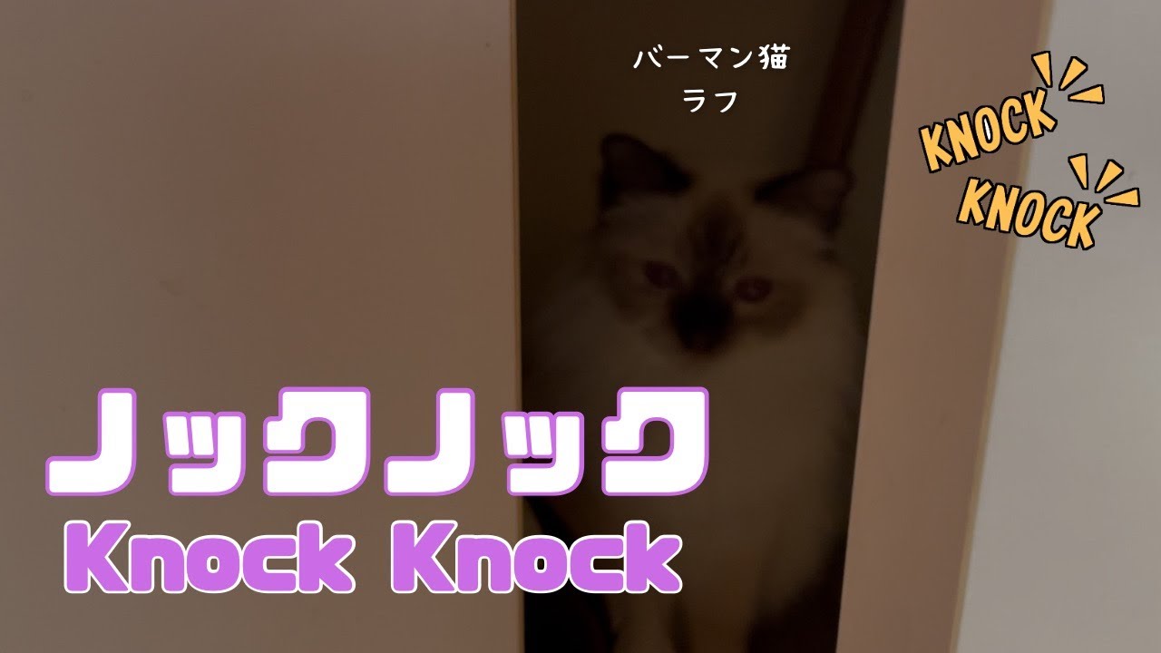 バーマン猫ラフ【ノックノック】Knock Knock（バーマン猫）Birman/Cat