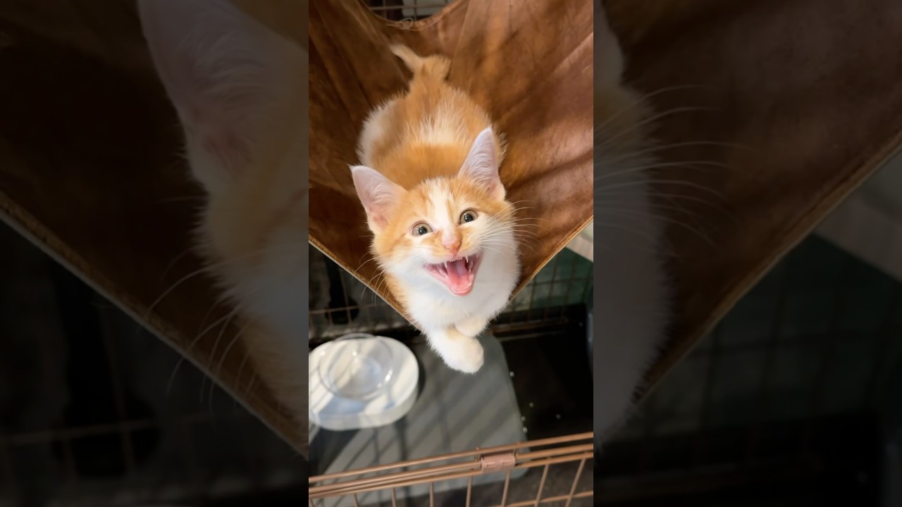 カメラ目線で呼びかけに応えてくれる子猫　　 #猫 #cat  #shorts