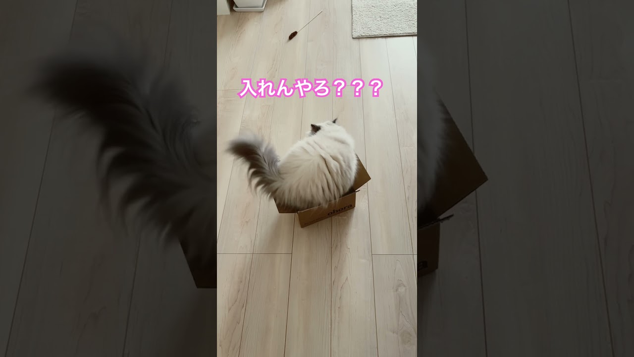 入ってみせたヒマラヤンのマーベル🐈🐾笑 #猫好きさんと繋がりたい #cute #猫のいる暮らし #shorts #cat