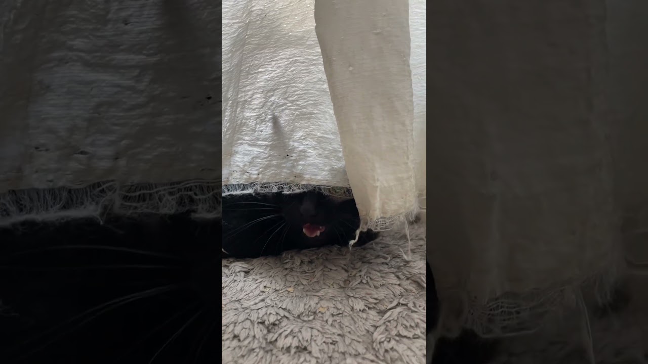 朝ご飯が遅いといじける猫🐈‍⬛