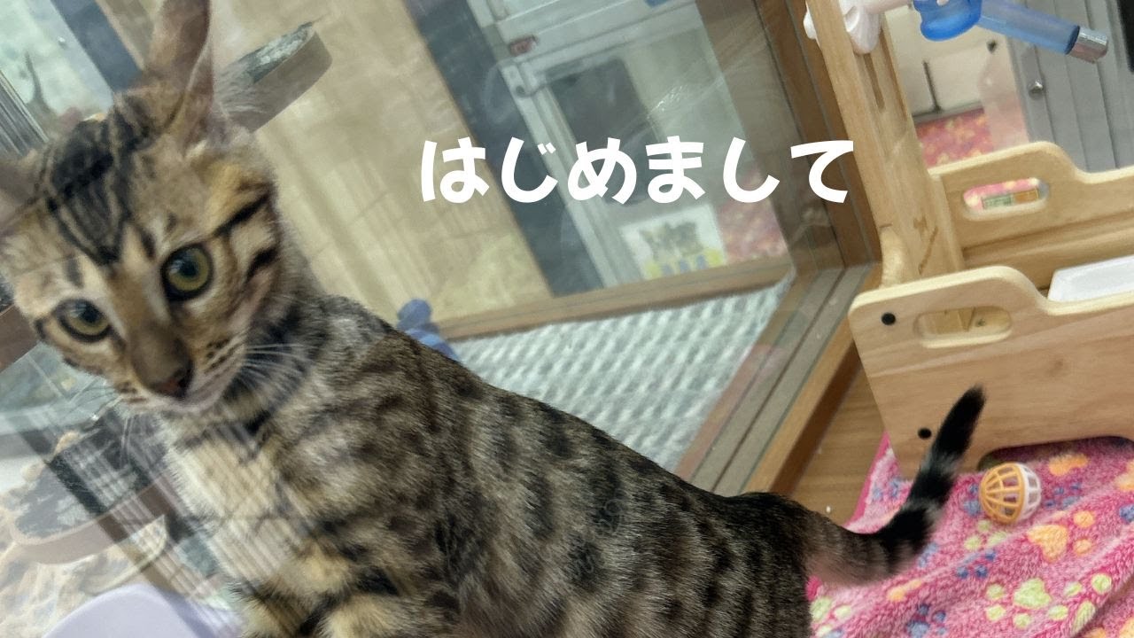 【ベンガル猫】はじめまして
