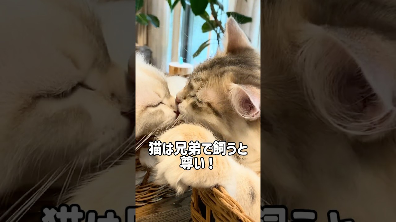 サイベリアン兄弟猫が尊すぎる😻😻