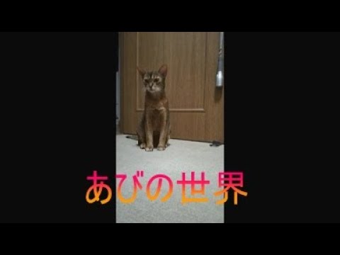 ネコ動画あび＃5212　あびの毎日　アビシニアン　あび