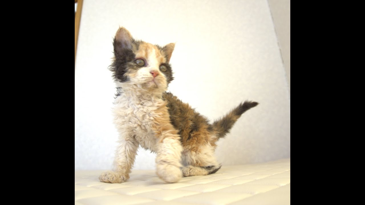セルカークレックス子猫　Selkirk Rex　2025.5.28産まれ　キャリコ　三毛猫　巻き毛　女の子　シーダキャット猫のお店