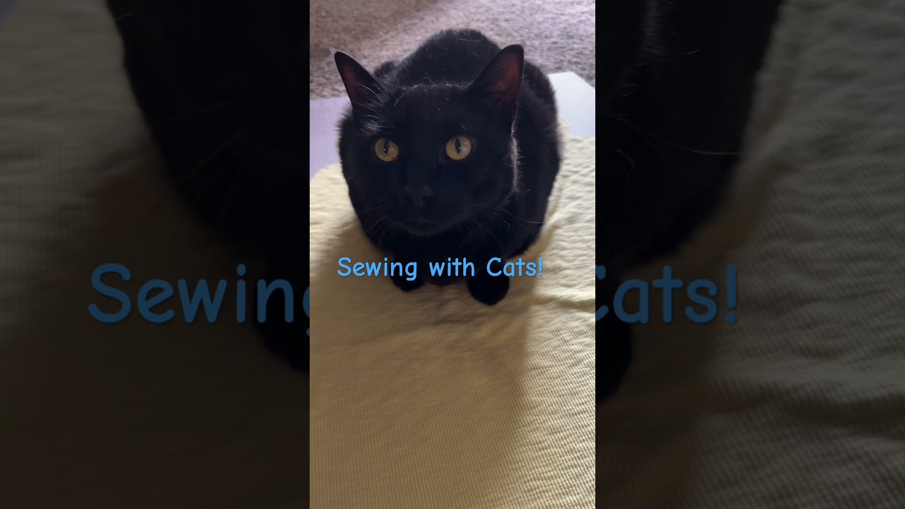 When Cats Help You Sew (Or Try To!) #cat #blackcat #kitty #funny
