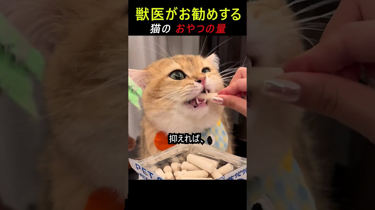 正しい猫のおやつ量
