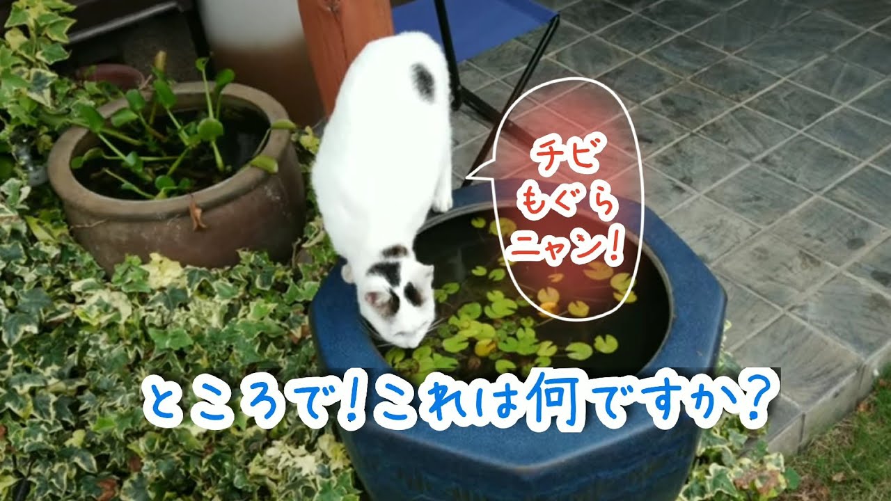 【ジャパニーズ・ボブテイルという猫】閲覧注意│賢いゆきちゃん。モグラたち💦本当ごめんなさい！とぼけるゆきちゃん！今年3匹め💦可愛いモグラをまた捕まえてしまった💦 少し自慢気！しっぽで返事！最後はどや顔