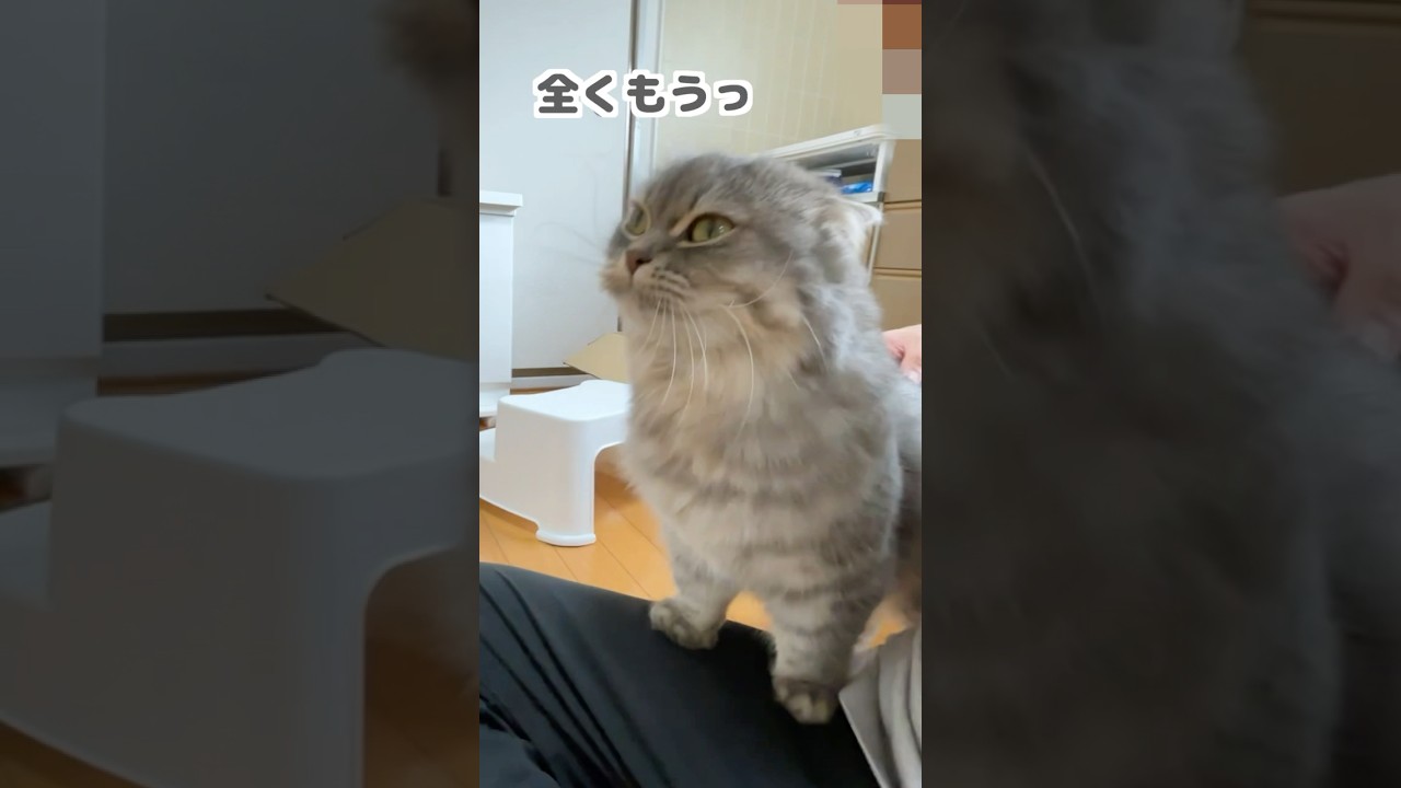 甘えん坊が限界突破した猫がこうなっちゃいましたw    ##猫 #ねこ #ネコ #マンチカン #猫動画 #猫のいる暮らし #ねこのいる生活 #猫好きさんと繋がりたい #cat #shorts
