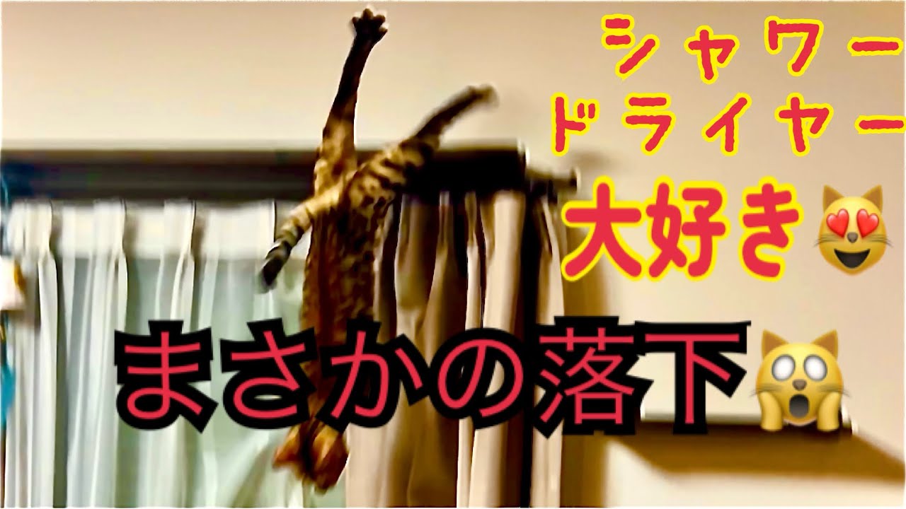 ワイルドキャット　ベンガルのべる🐈まさかの失態！？